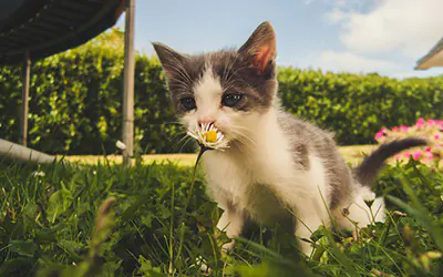 imagen gato 