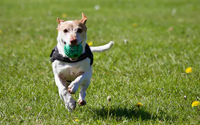 imagen perro corriendo