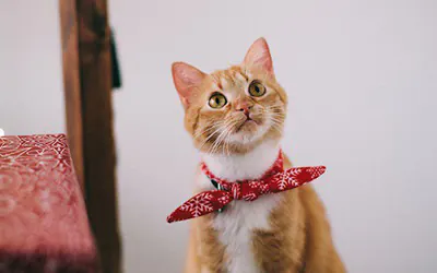imagen gato amarillo