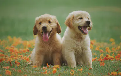 imagen golden