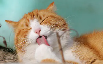 imagen gato