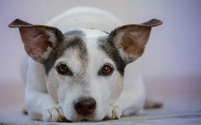 imagen perro acostado